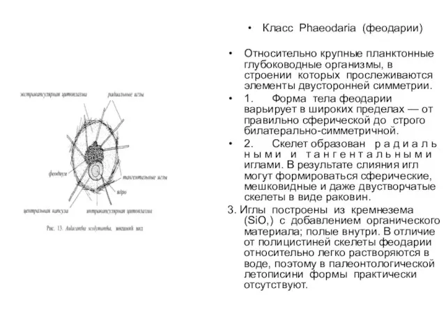 Класс Phaeodaria (феодарии) Относительно крупные планктонные глубоководные организмы, в строении которых