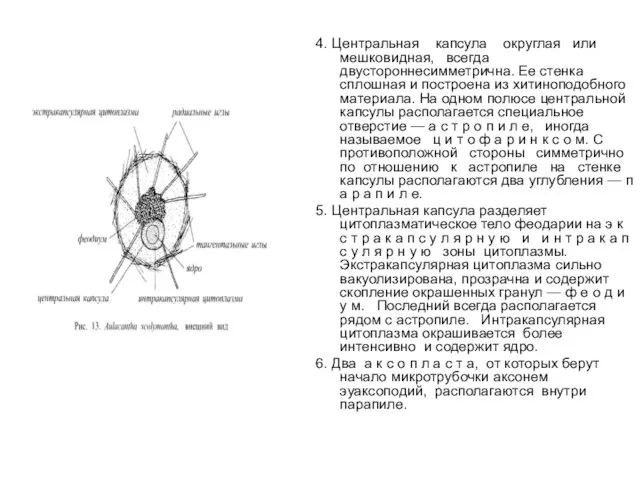 4. Центральная капсула округлая или мешковидная, всегда двустороннесимметрична. Ее стенка сплошная