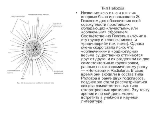 Тип Heliozoa Название «с о л н е ч н и