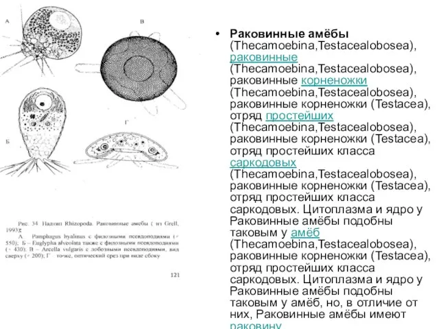 Раковинные амёбы (Thecamoebina,Testacealobosea), раковинные (Thecamoebina,Testacealobosea), раковинные корненожки (Thecamoebina,Testacealobosea), раковинные корненожки (Testacea),