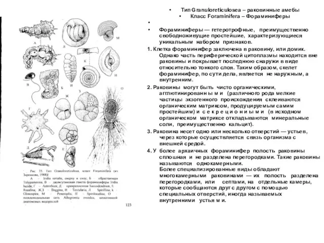 Тип Granuloreticulosea – раковинные амебы Класс Foraminifera – Фораминиферы Фораминиферы —