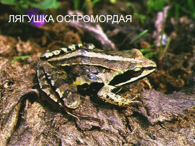 ЛЯГУШКА ОСТРОМОРДАЯ