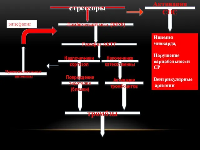 стрессоры Лимбический мозг (КРФ) Гипофиз АКТГ Надпочечники кортизол Напочечники катехоламины Повреждение