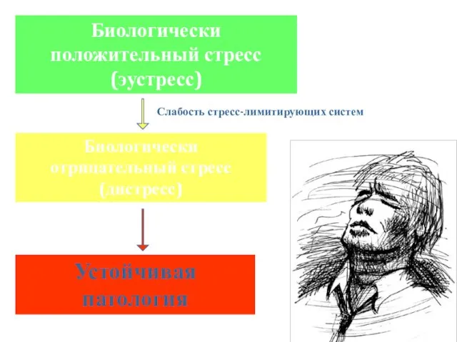 Биологически положительный стресс (эустресс) Биологически отрицательный стресс (дистресс) Устойчивая патология Слабость стресс-лимитирующих систем