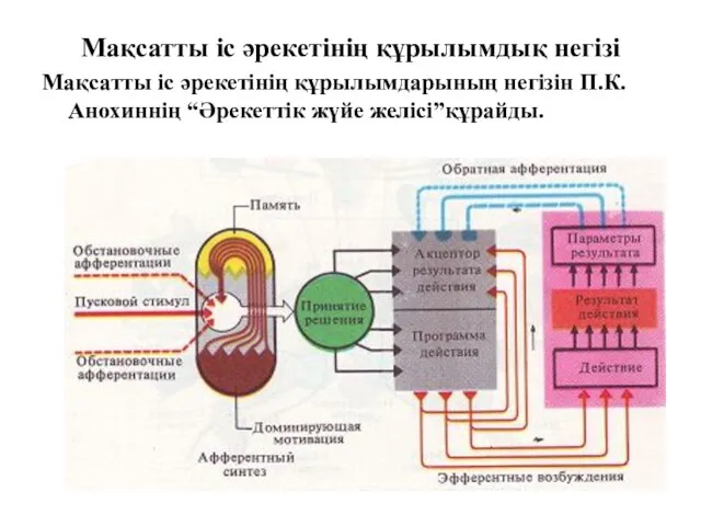 Мақсатты іс әрекетінің құрылымдық негізі Мақсатты іс әрекетінің құрылымдарының негізін П.К.Анохиннің “Әрекеттік жүйе желісі”құрайды.