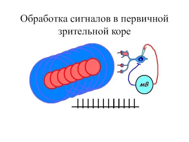 Обработка сигналов в первичной зрительной коре