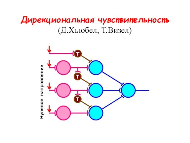 Дирекциональная чувствительность (Д.Хьюбел, Т.Визел)