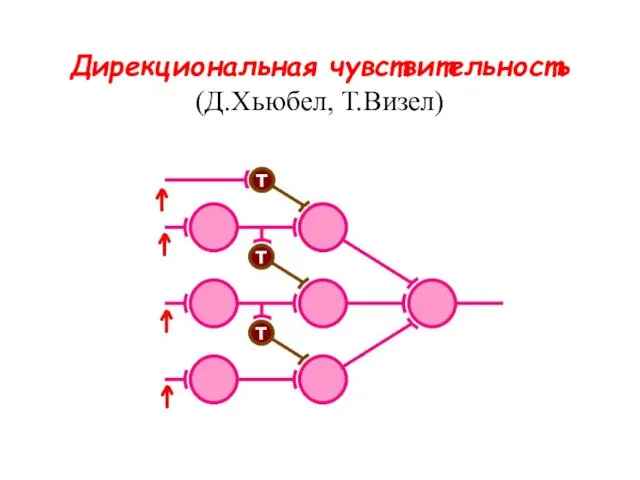 Дирекциональная чувствительность (Д.Хьюбел, Т.Визел)