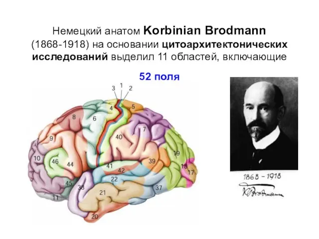 Немецкий анатом Korbinian Brodmann (1868-1918) на основании цитоархитектонических исследований выделил 11 областей, включающие 52 поля