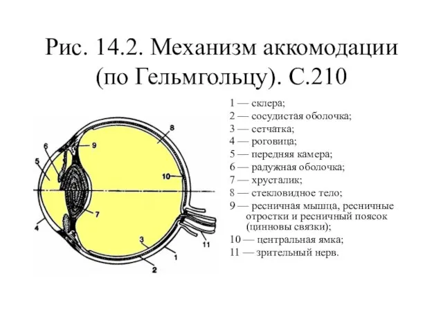 Рис. 14.2. Механизм аккомодации (по Гельмгольцу). С.210 1 — склера; 2