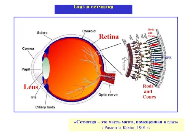 Глаз и сетчатка «Сетчатка – это часть мозга, помещенная в глаз» / Рамон-и-Кахал, 1901 г/