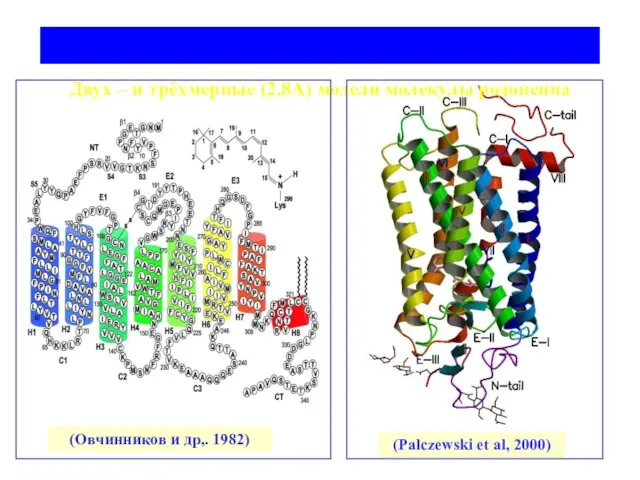 Двух – и трёхмерные (2,8А) модели молекулы родопсина (Овчинников и др,. 1982) (Palczewski et al, 2000)