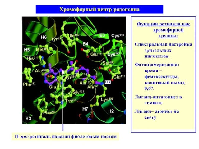 11-цис ретиналь показан фиолетовым цветом Хромофорный центр родопсина Функции ретиналя как