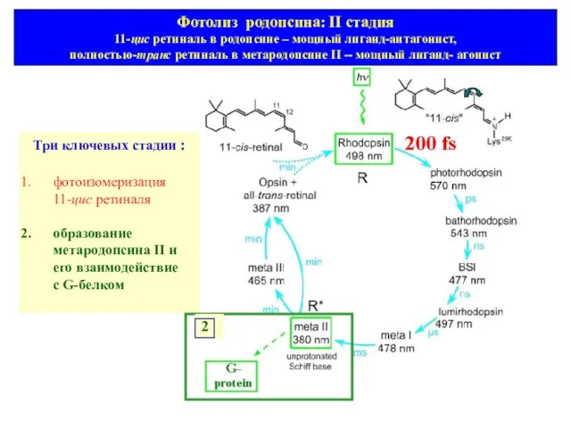Три ключевых стадии : фотоизомеризация 11-цис ретиналя образование метародопсина II и