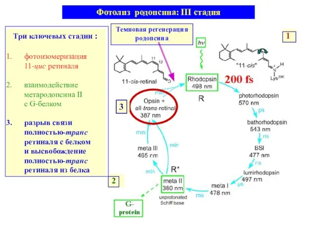 Три ключевых стадии : фотоизомеризация 11-цис ретиналя взаимодействие метародопсина II с