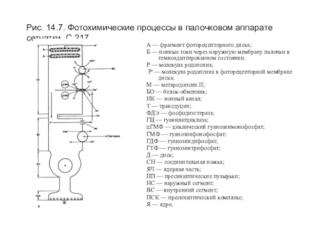 Рис. 14.7. Фотохимические процессы в палочковом аппарате сетчатки. С.217 А —
