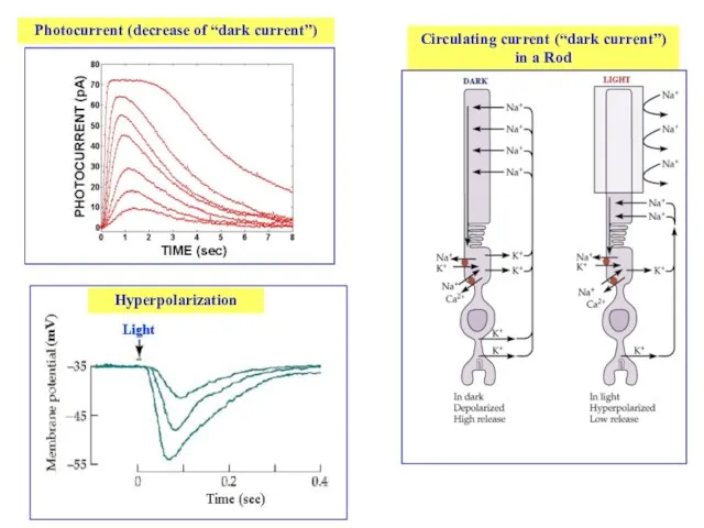 Photocurrent (decrease of “dark current”) Hyperpolarization Circulating current (“dark current”) in a Rod