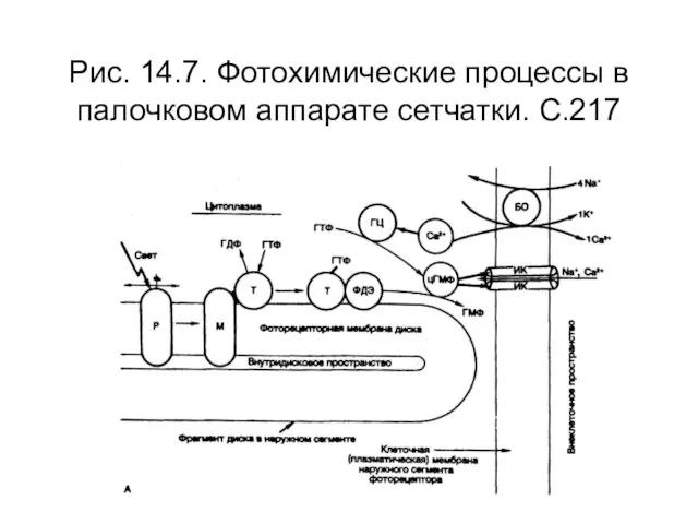 Рис. 14.7. Фотохимические процессы в палочковом аппарате сетчатки. С.217