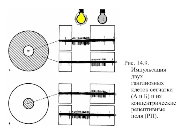 Рис. 14.9. Импульсация двух ганглиозных клеток сетчатки (А и Б) и их концентрические рецептивные поля (РП).