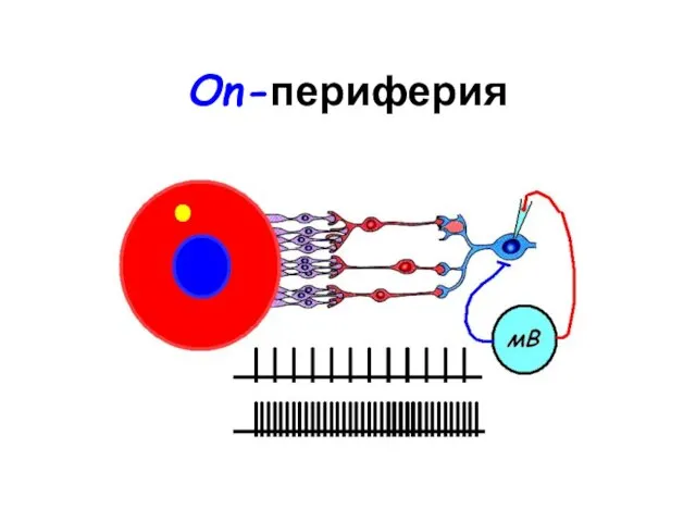 On-периферия