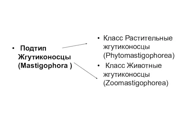 Подтип Жгутиконосцы (Mastigophora ) Класс Растительные жгутиконосцы (Phytomastigophorea) Класс Животные жгутиконосцы (Zoomastigophorea)