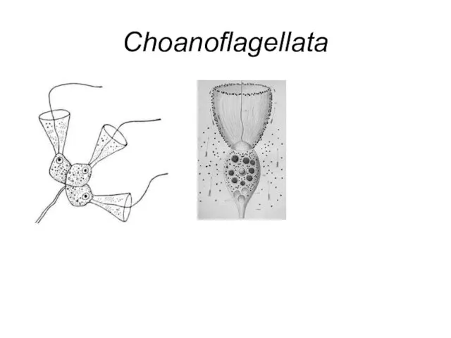 Choanoflagellata