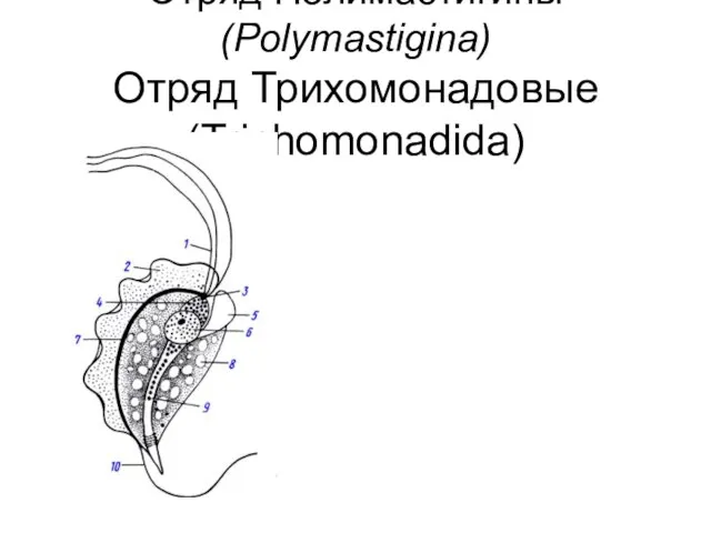 Отряд Полимастигины (Polymastigina) Отряд Трихомонадовые (Trichomonadida)