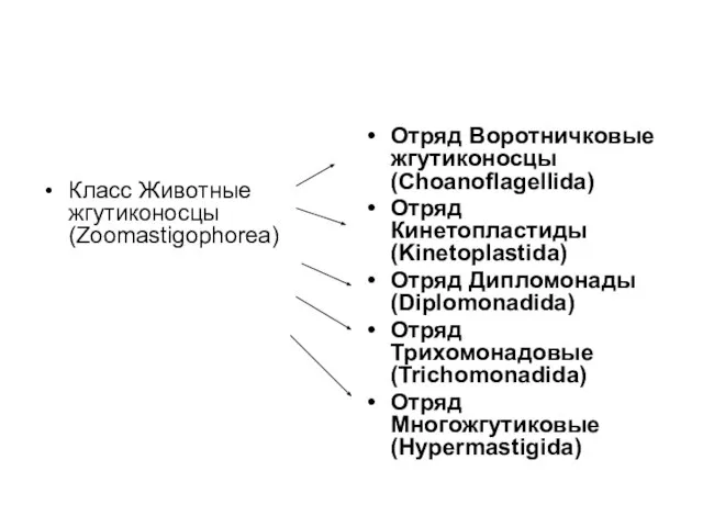 Класс Животные жгутиконосцы (Zoomastigophorea) Отряд Воротничковые жгутиконосцы (Choanoflagellida) Отряд Кинетопластиды (Kinetoplastida)