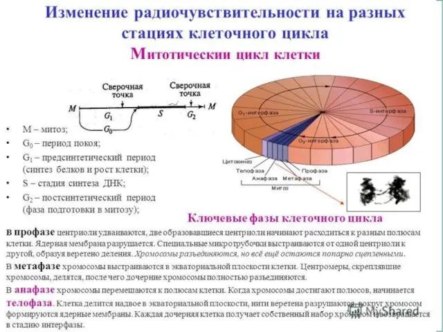 ФГОУ ВПО ЮФУ каф. биохимии и микробиологии