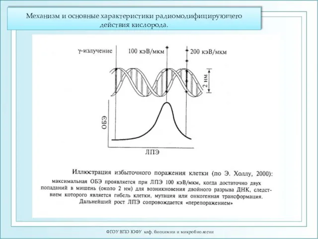 Механизм и основные характеристики радиомодифицирующего действия кислорода. ФГОУ ВПО ЮФУ каф. биохимии и микробиологии