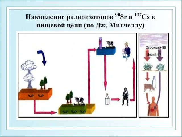 Накопление радиоизотопов 90Sr и 137Cs в пищевой цепи (по Дж. Митчеллу)