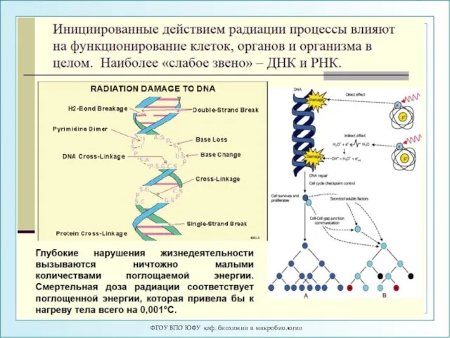 ФГОУ ВПО ЮФУ каф. биохимии и микробиологии