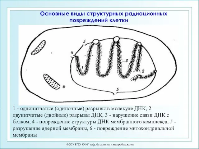 ФГОУ ВПО ЮФУ каф. биохимии и микробиологии 1 - однонитчатые (одиночные)