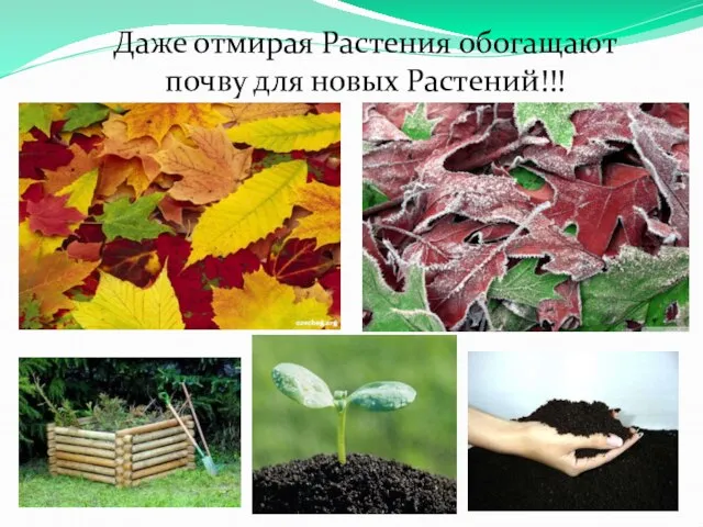 Даже отмирая Растения обогащают почву для новых Растений!!!