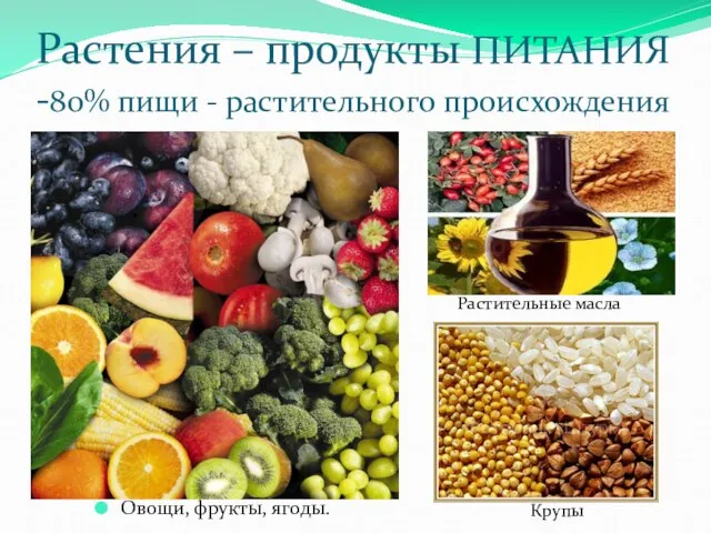 Растения – продукты ПИТАНИЯ -80% пищи - растительного происхождения Растительные масла Овощи, фрукты, ягоды. Крупы