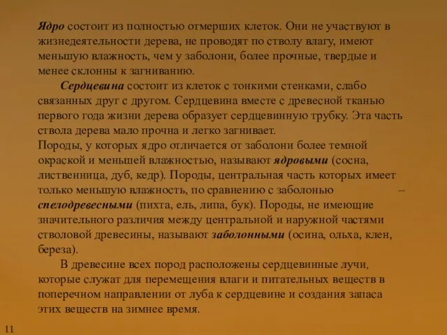 Ядро состоит из полностью отмерших клеток. Они не участвуют в жизнедеятельности