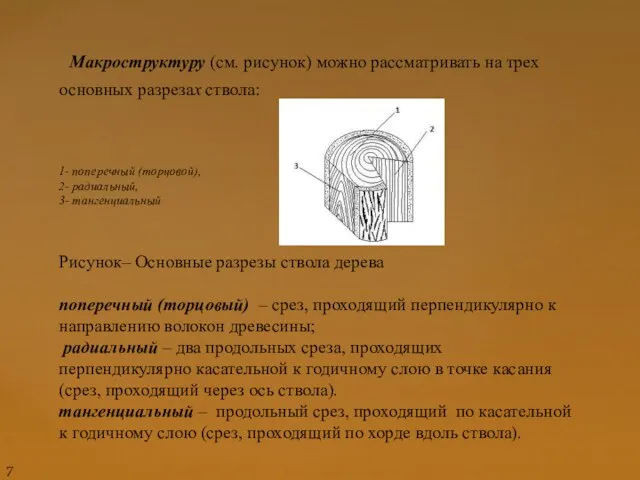 Макроструктуру (см. рисунок) можно рассматривать на трех основных разрезах ствола: 1-