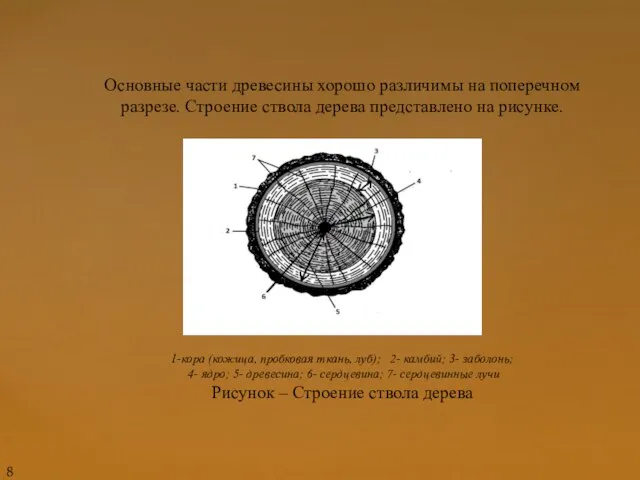 Основные части древесины хорошо различимы на поперечном разрезе. Строение ствола дерева