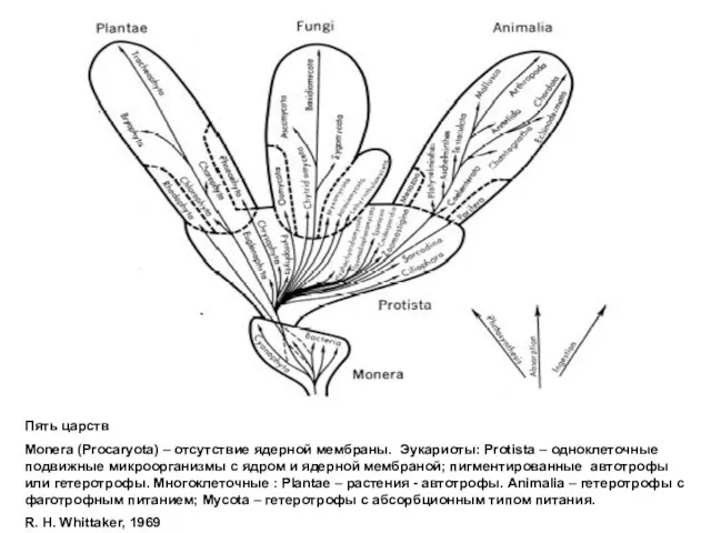 Пять царств Monera (Procaryota) – отсутствие ядерной мембраны. Эукариоты: Protista –