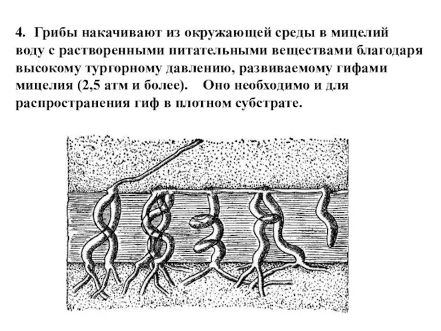 4. Грибы накачивают из окружающей среды в мицелий воду с растворенными