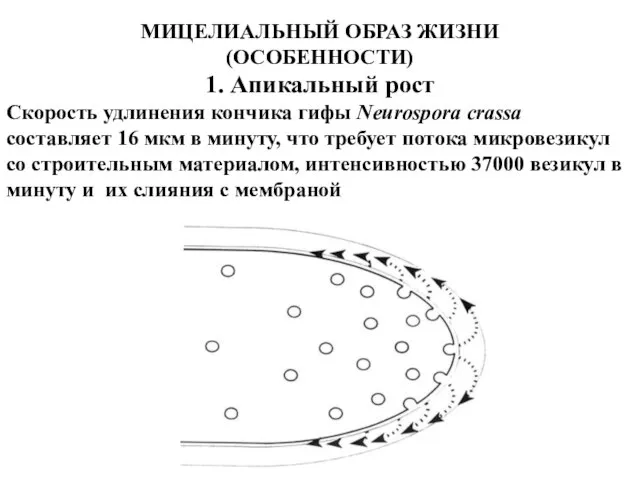 МИЦЕЛИАЛЬНЫЙ ОБРАЗ ЖИЗНИ (ОСОБЕННОСТИ) 1. Апикальный рост Скорость удлинения кончика гифы