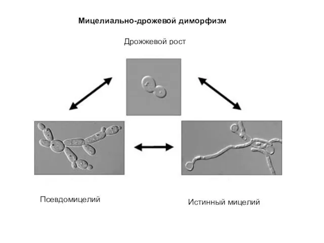 Мицелиально-дрожевой диморфизм Истинный мицелий Псевдомицелий Дрожжевой рост