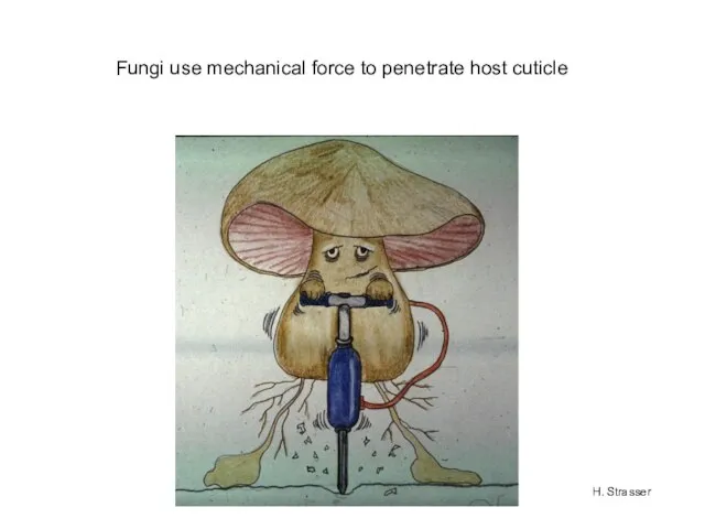 Fungi use mechanical force to penetrate host cuticle H. Strasser