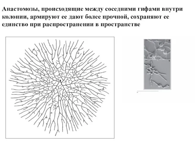 Анастомозы, происходящие между соседними гифами внутри колонии, армируют ее дают более