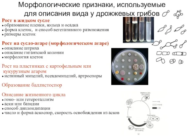 Морфологические признаки, используемые для описания вида у дрожжевых грибов Рост в