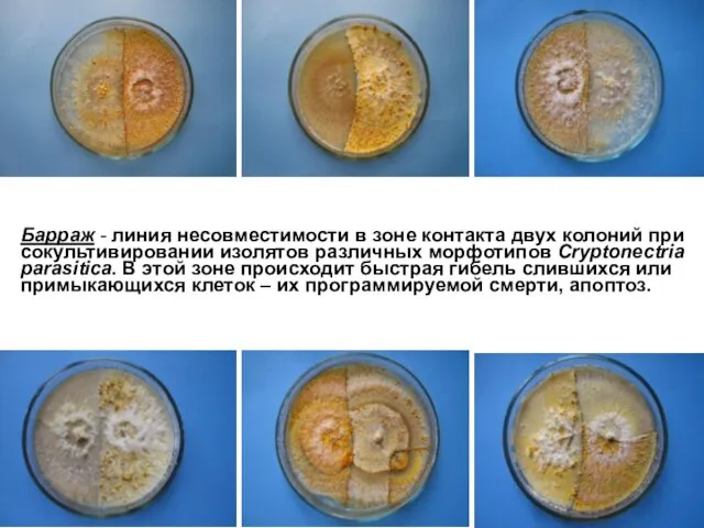 Барраж - линия несовместимости в зоне контакта двух колоний при сокультивировании