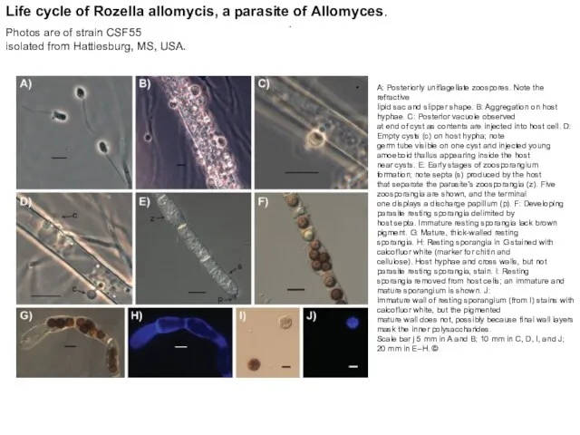 . A: Posteriorly uniflagellate zoospores. Note the refractive lipid sac and