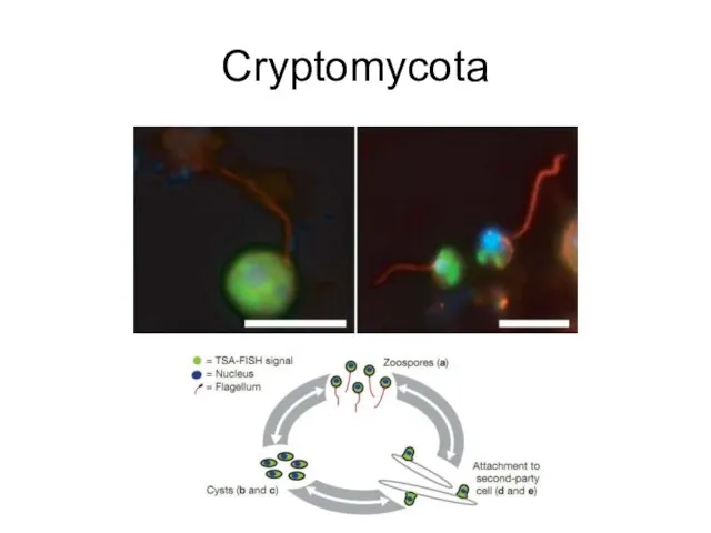Cryptomycota