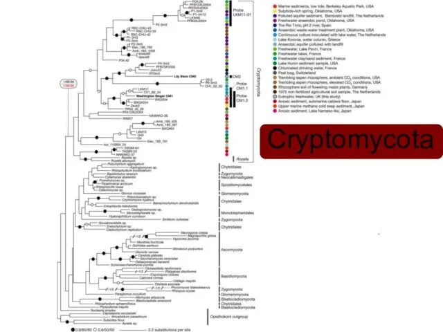 Cryptomycota Cryptomycota