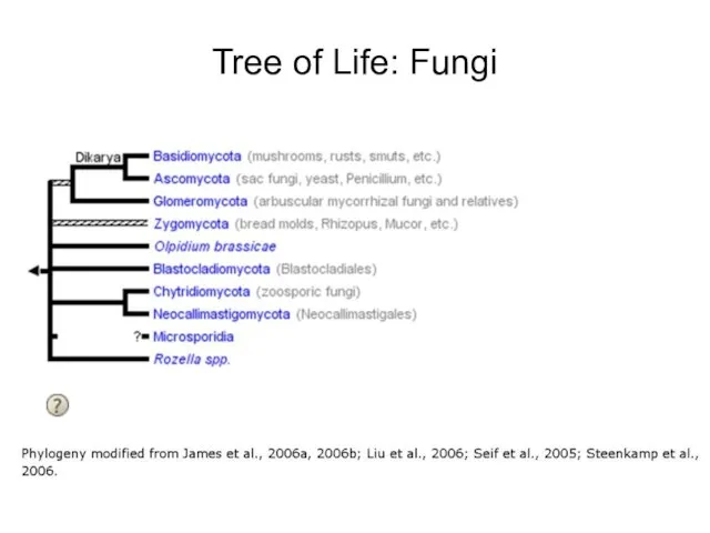 Tree of Life: Fungi